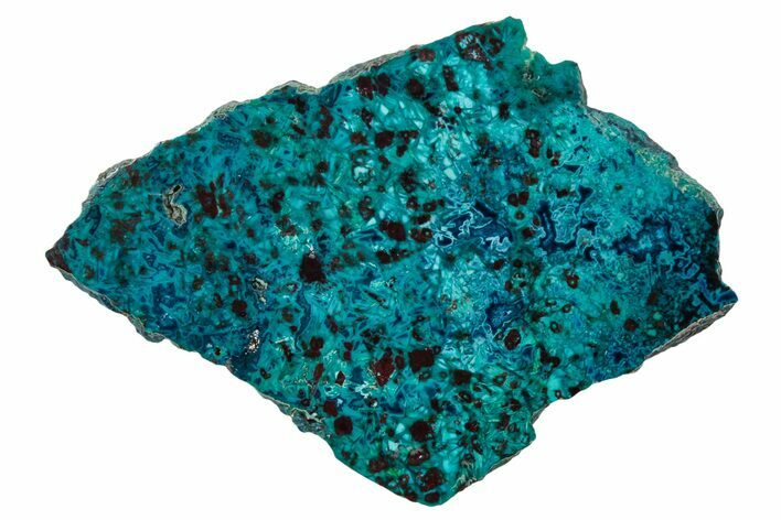 Vibrant Chrysocolla and Shattuckite Section - Mexico #337049